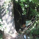 Benevento – Forno Inceneritore